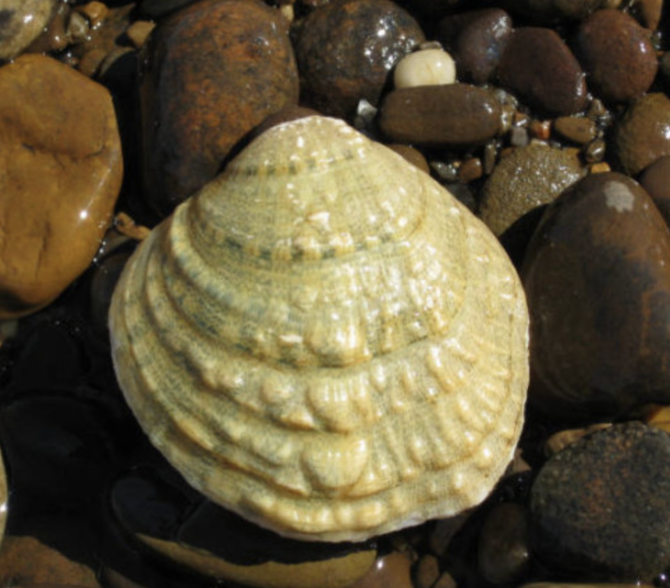 FANGIRL for Fanshell Mussels: Celebrating a Local Endangered Species!